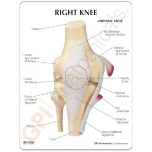 GPI Anatomicals® Basic Knee