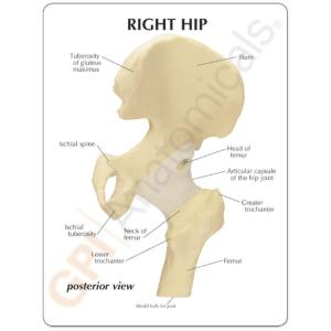 GPI Anatomicals® Basic Hip Model