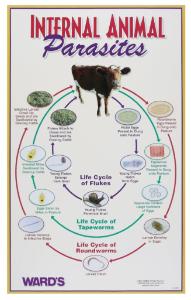 Ward's® Internal Animal Parasites Poster