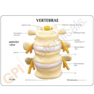 GPI Anatomicals® Basic Vertebrae
