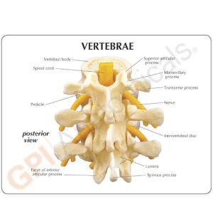 GPI Anatomicals® Basic Vertebrae