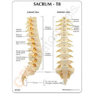 GPI Anatomicals® Sacrum T8 Spine