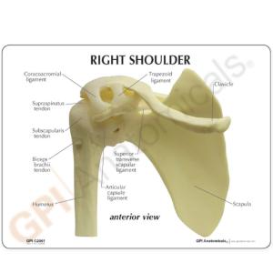 GPI Anatomicals® Shoulder Joint