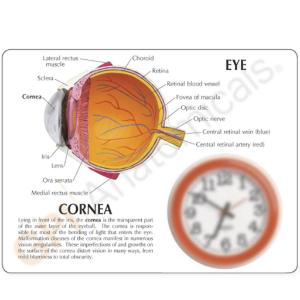 GPI Anatomicals® Cornea Eye Model