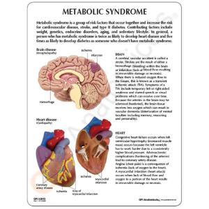 GPI Anatomicals® Metabolic Syndrome Model