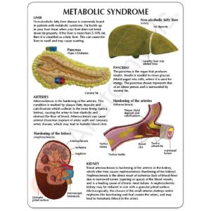 GPI Anatomicals® Metabolic Syndrome
