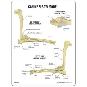 GPI Anatomicals® Canine Elbow