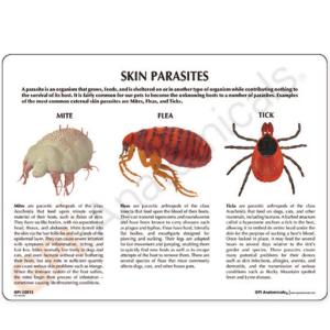 GPI Anatomicals® Skin Parasites