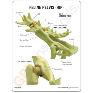 GPI Anatomicals® Feline Joints