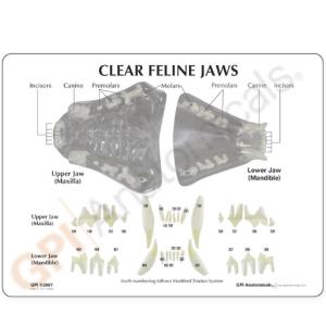GPI Anatomicals® Clear Canine Jaw