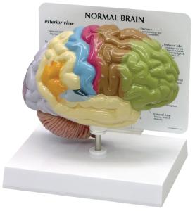 GPI Anatomicals® Basic Half Brain Model