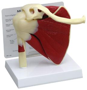 GPI Anatomicals® Muscled Joint Models