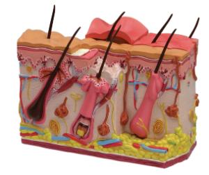 GPI Anatomicals® Skin Health Models