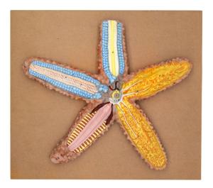 Starfish