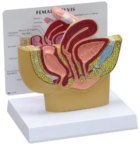 GPI Anatomicals® Basic Pelvic Models