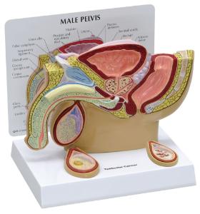 GPI Anatomicals® Basic Pelvic Models