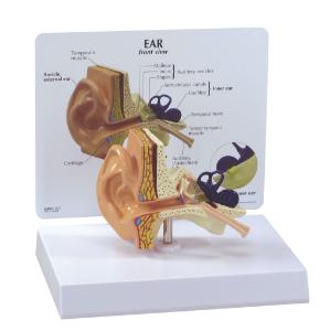 GPI Anatomicals® Basic Ear Model