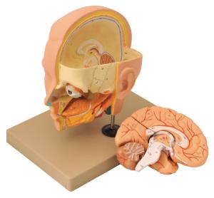 Eisco® Dissectible Human Head and Brain Model, 6 Parts