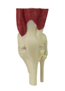 GPI Anatomicals® Mini Joint Set Model, Muscled