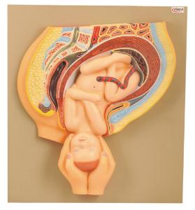 Eisco® Stages of Human Birth, Set of 7