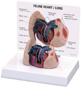 GPI Anatomicals® Feline Heart and Lung Model