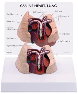 GPI Anatomicals® Canine Heart/Lung Model