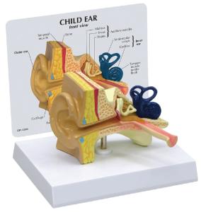 GPI Anatomicals® Child Ear Model