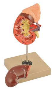 Eisco® Kidney And Adrenal Gland