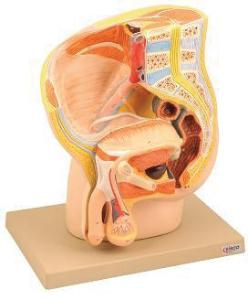 Eisco® Male Pelvis Model