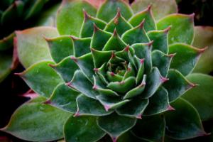 Sempervivum