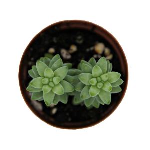 Sedum