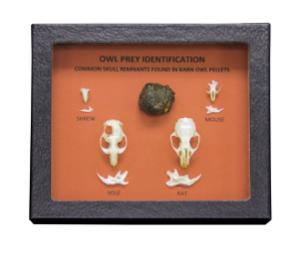 Owl Pellets and Common Prey Riker Mount