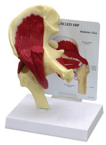 GPI Anatomicals® Muscled Joint Models