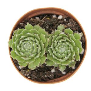 Sempervivum