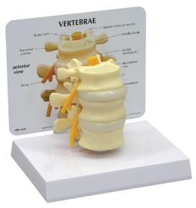 GPI Anatomicals® Basic Vertebrae