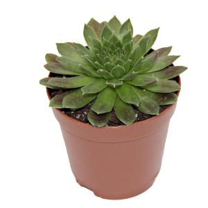 Sempervivum