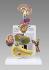 GPI Anatomicals® Metabolic Syndrome