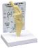 GPI Anatomicals® Canine Knee
