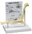 GPI Anatomicals® Canine Elbow