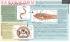 Earthworm Dissection Placemat
