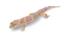 Juvenile albino leopard gecko