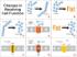 Science Take-Out® Cell Communication