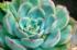 Escheveria