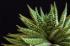 Haworthia