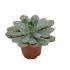 Escheveria