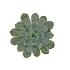 Escheveria