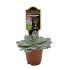 Escheveria