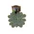 Escheveria