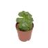 Escheveria