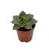 Escheveria